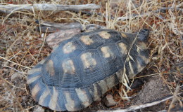 Breitrandschildkröte auf Sardinien