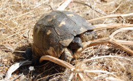 Breitrandschildkröte auf Sardinien