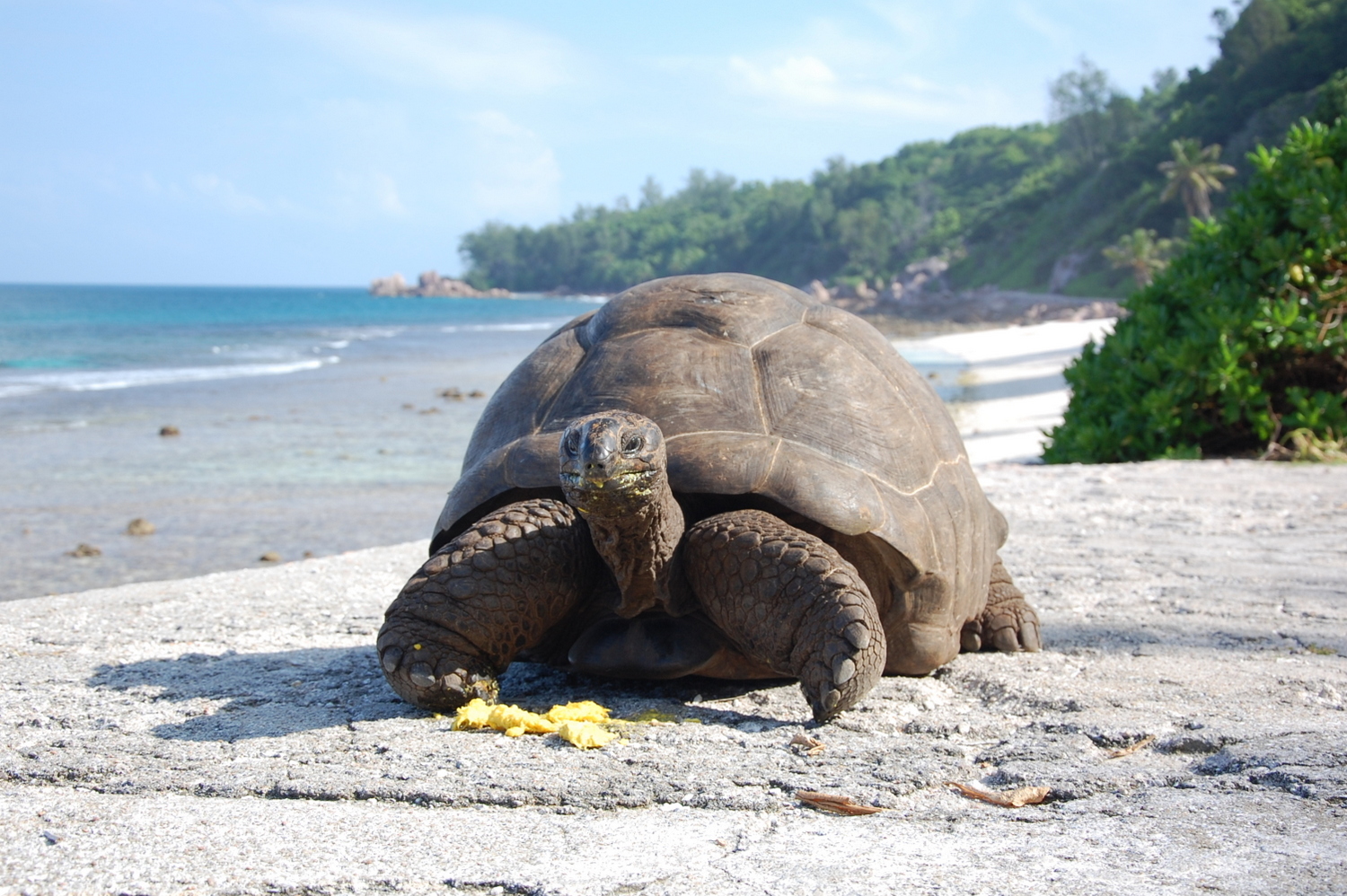 Seychellen Schildkröten