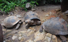 Seychellen-Moyenne-017-Seychellen-Riesenschildkröten