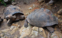 Seychellen-Moyenne-018-Aldabra-Riesenschildkröten