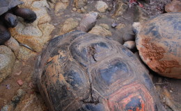 Seychellen-Moyenne-022-Panzerverletzung bei Riesenschildkröte durch Kokosnüsse