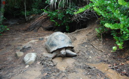 Seychellen-Moyenne-023-Seychellen-Riesenschildkröte vor ihrem Versteck