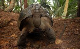 Seychellen-Moyenne-045-Schildkröte auf Moyenne