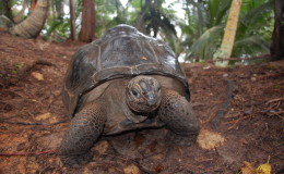 Seychellen-Moyenne-047-Riesenschildkröte