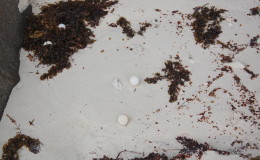 Seychellen-Moyenne-031-Eier Echte Karettschildkröte