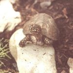 Dreizehen-Dosenschildkröte – Terrapene carolina triunguis
