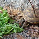 Was Landschildkröten fressen