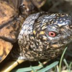 Riesen-Dosenschildkröte - Terrapene carolina major