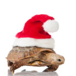 Landschildkröte zu Weihnachten geschenkt bekommen