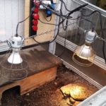 Frühbeet-Technik für Griechische Landschildkröten