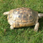 Maurische Landschildkröte - Testudo graeca