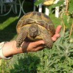 Natürliche wurmkur landschildkröten - Die besten Natürliche wurmkur landschildkröten analysiert