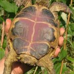 Natürliche wurmkur landschildkröten - Der Vergleichssieger 