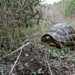 In freier Natur überleben Schildkröten auch ohne Frühbeet und Beleuchtung?