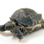 Wärmflasche schildkröte - Alle Auswahl unter den analysierten Wärmflasche schildkröte