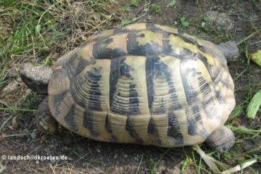 Griechische Landschildkröte – Testudo hermanni