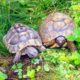 Maurische und Griechische Landschildkröten in ihrem Gehege