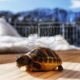 Kleine Griechische Landschildkröte genießt erste Sonnenstrahlen