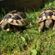 Griechische Landschildkröten im Garten