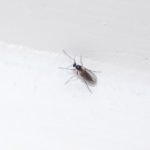 Kleine schwarze Fliegen in der Wohnung?