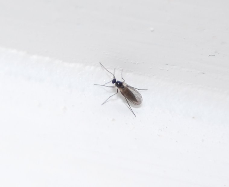 Fliegen zimmer winzige im Winzige Insekten?