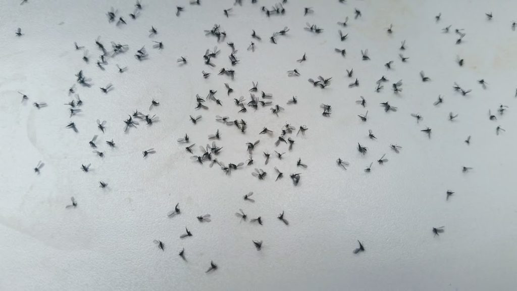 Kleine schwarze Fliegen in der Wohnung? 
