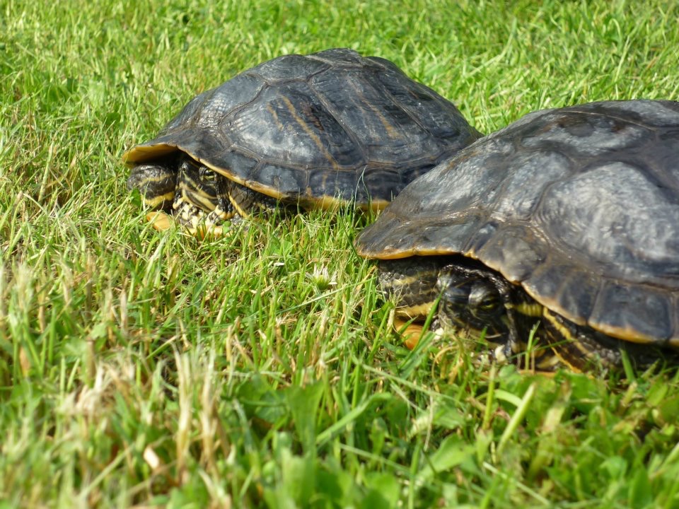 Schmuckschildkröten beim wach werden nach dem Mittagsschlaf
