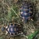 Unsere jungen Breitrandschildkröten im Freigehege