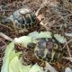 Landschildkröten-Nachwuchs