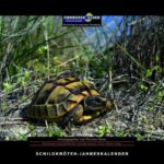 Schildkröten-Jahreskalender 2019 von Thorsten Geier