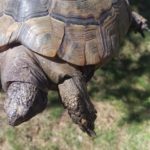 Schwellungen meist Nierenprobleme bei Schildkröten