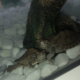 Oachita höckerschildkröten im Aquaterrarium