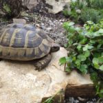 Landschildkröten futter - Der absolute Vergleichssieger 