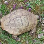 Griechische Landschildkröten vermisst in Nürnberg Zabo