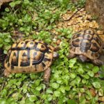 Einzelhaltung - Sollte man Landschildkröten einzeln oder zu zweit halten?