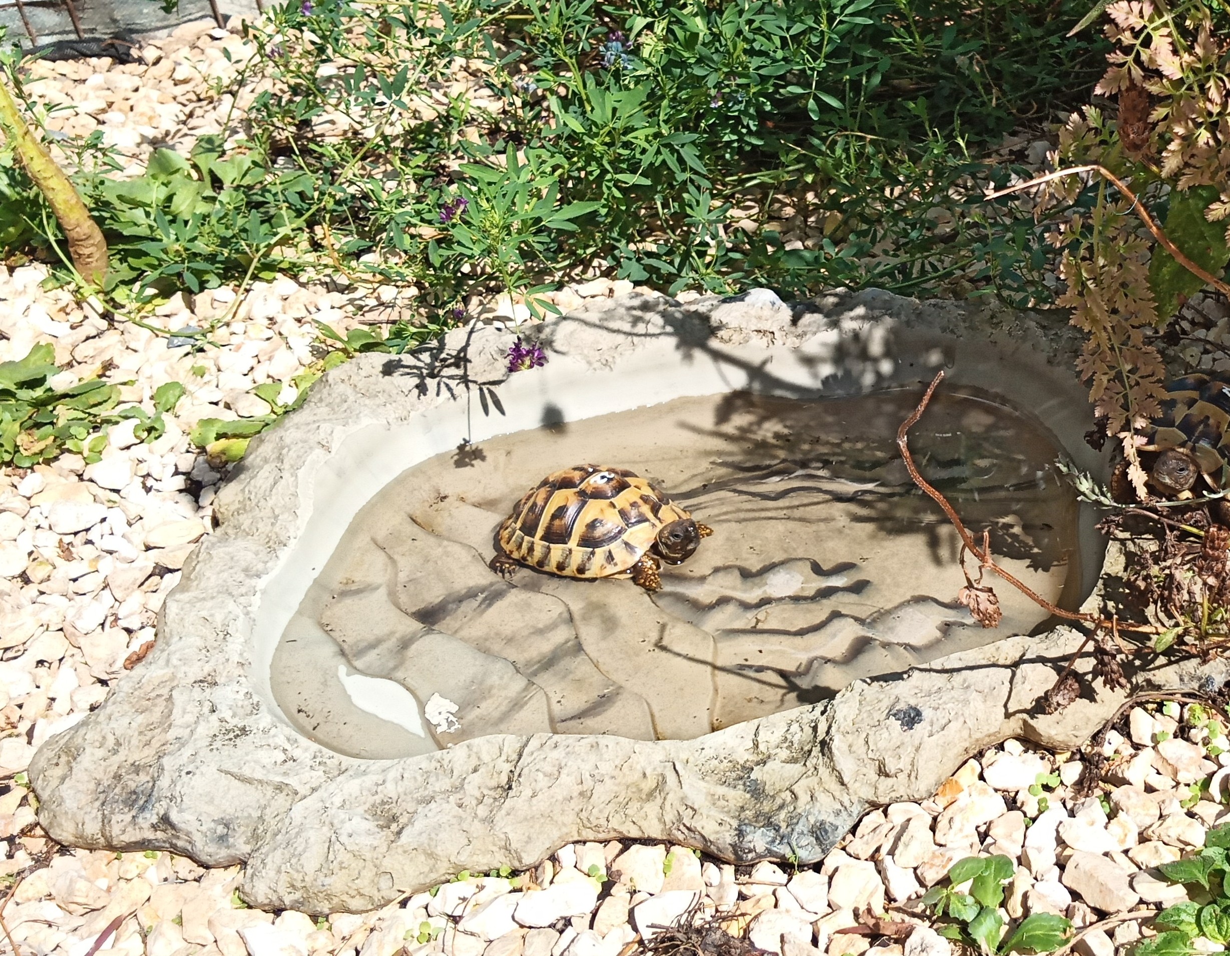 Griechische Landschildkröte beim Baden