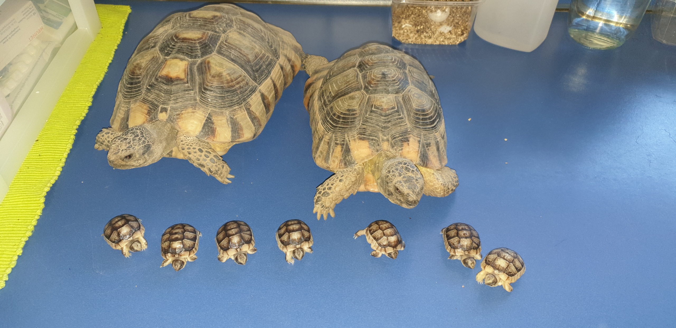 Familie Schildkröte