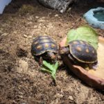 Köhlerschildkröten beim fressen