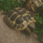Griechische Landschildkröte vermisst in Mörfelden