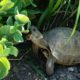 Griechische Landschildkröte im Freigehege beim Naschen