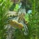 Mittelamerikanische Schmuckschildkröte im Aquarium