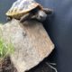Griechische Landschildkröte auf ihrem Lieblingsstein