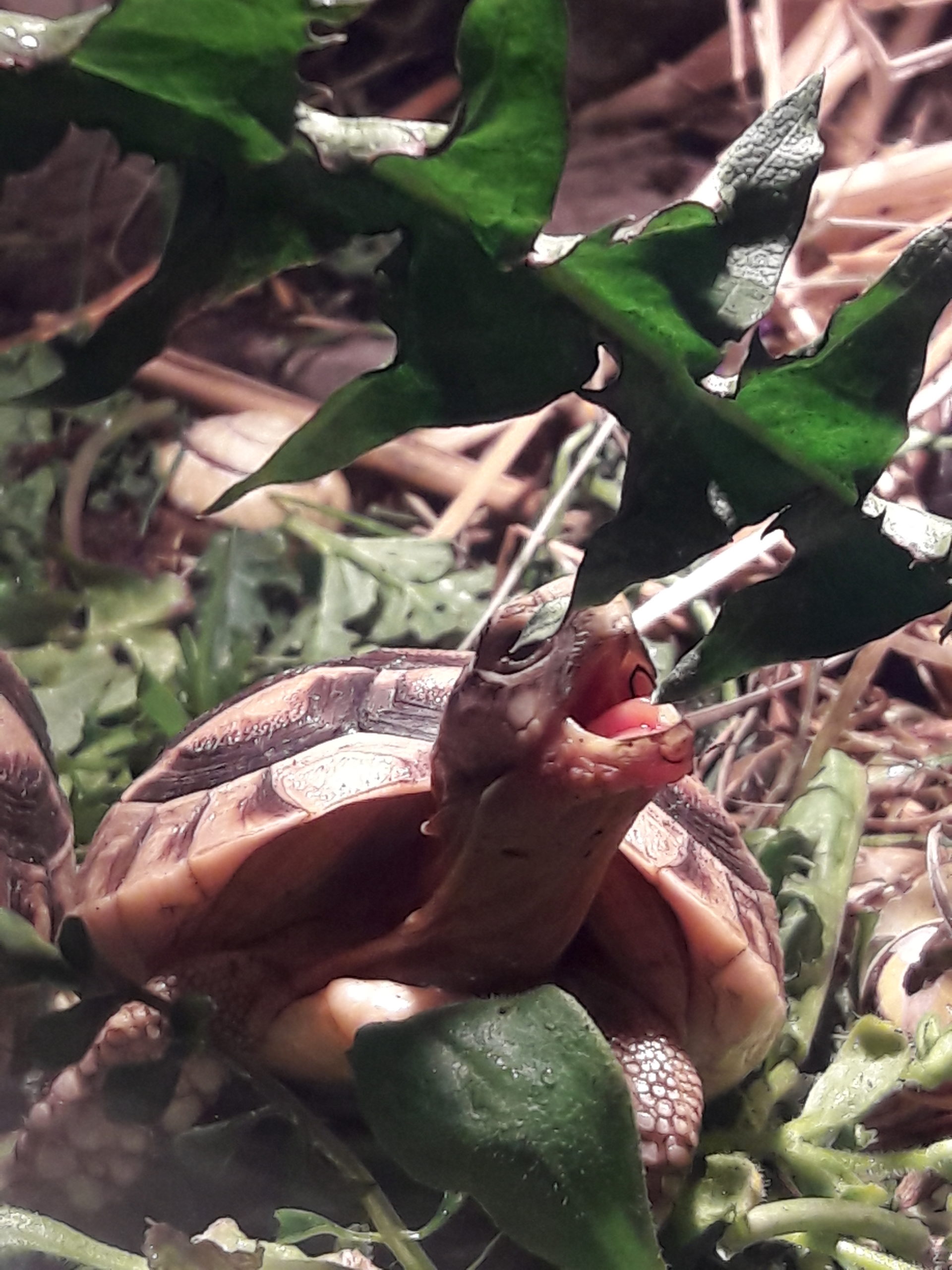 Griechische Babyschildkröte "Schiggy" beim fressen