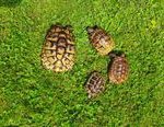 griechische Landschildkröten