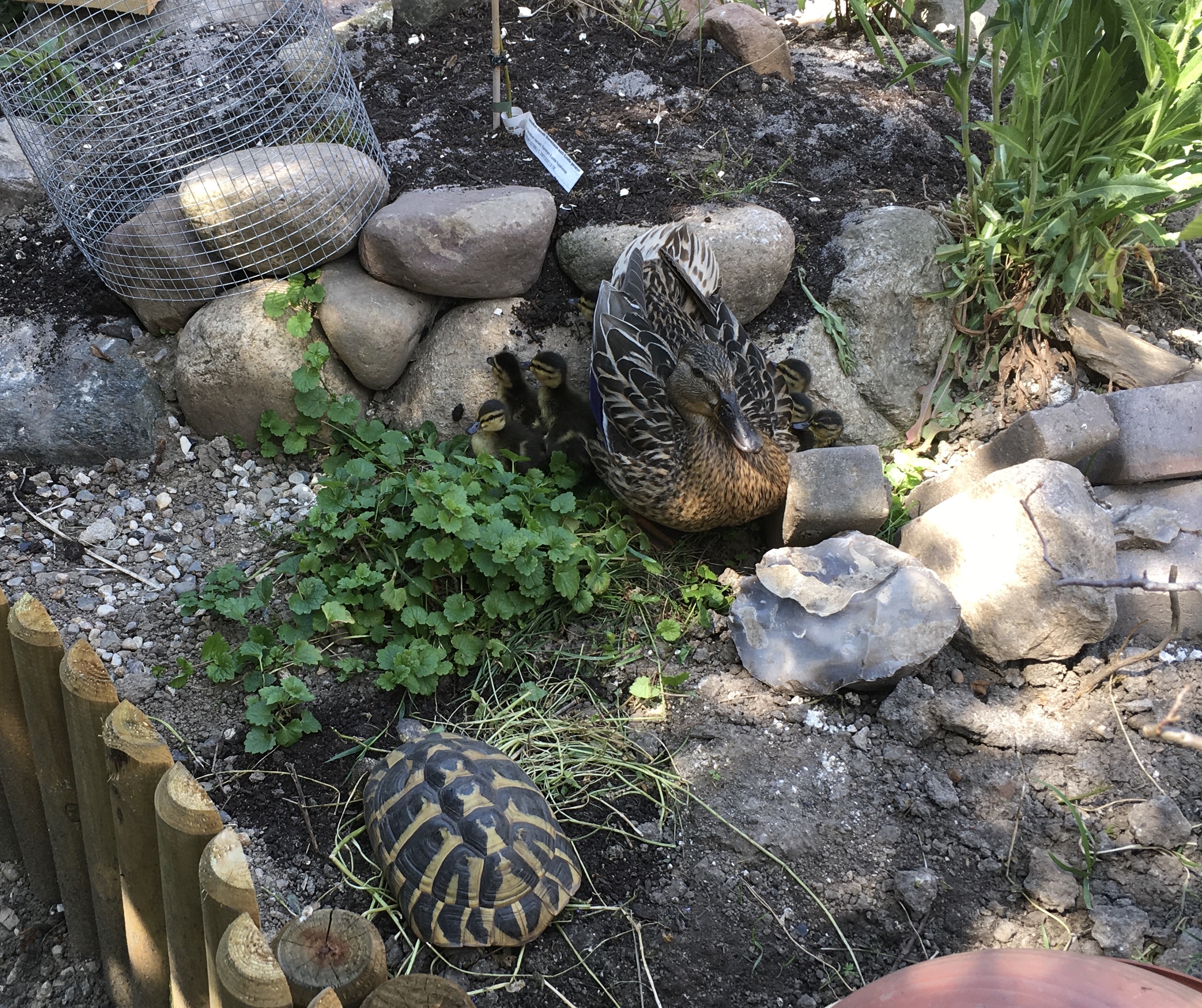 Schildkröte trifft Entenfamilie