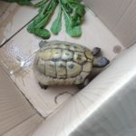 Schildkröte in Freiburg Wiehre gefunden