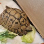 Schildkröte im Garten (Remshalden Grunbach) gefunden