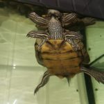 Cumberland-Schmuckschildkröte mit Terrarium und Zubehör