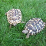 Verkaufe 2 Griechische Landschildkröten. Testudo hermanni. 3 Jahre jung